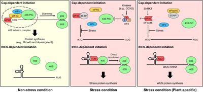 Plant translational reprogramming for stress resilience